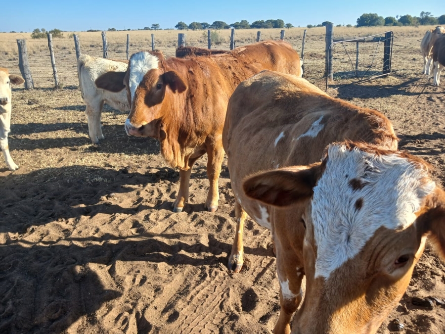  Bedroom Property for Sale in Vryburg Rural North West